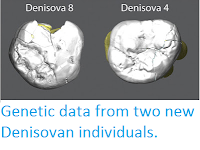 http://sciencythoughts.blogspot.co.uk/2015/12/genetic-data-from-two-new-denisovan.html