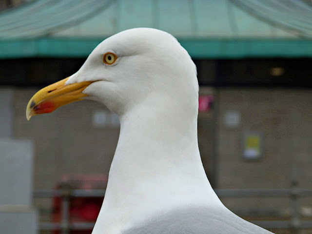 Close up of Cornish seagull