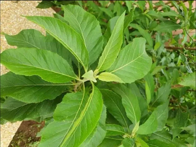 Interesting Health Benefits of Bitter Leaf, Availbility, Bitter Leaf Tea & Nutritional Facts [MUST READ]