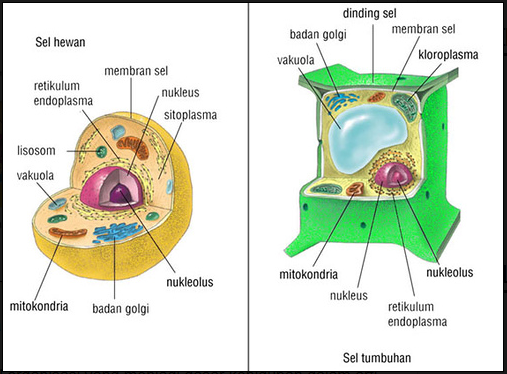 http://sciencecatcit.blogspot.co.id/