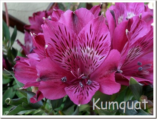 alstroemeria 2