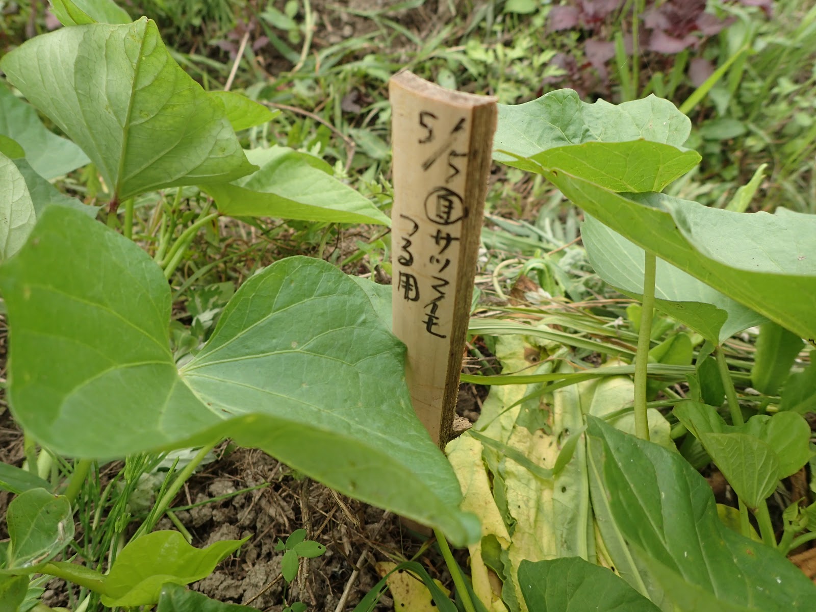 サツマイモを芋から育てる 珍妙雑記帖