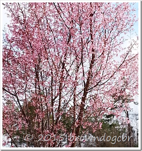 20150305_104644