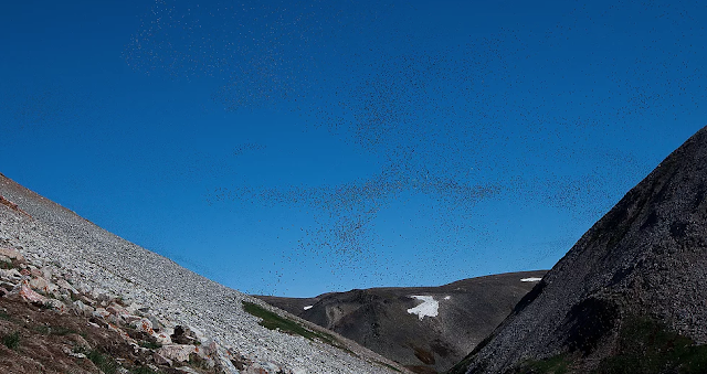 Dovekies Greenland, birds of Newfoundland