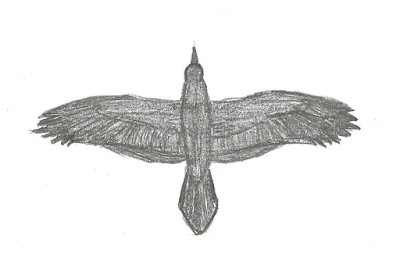 Figure 25: Flight shape of Common Raven.