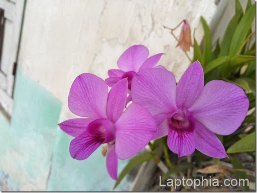 Hasil Foto Kamera Asus Zenfone 4 Max Pro ZC554KL