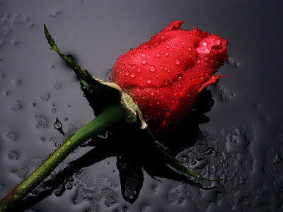 Red Rose Flower Wallpaper For Desktop