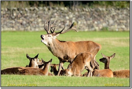 Bradgate Park - October