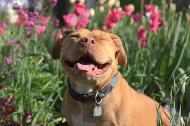 A happy pit bull surrounded by flowers