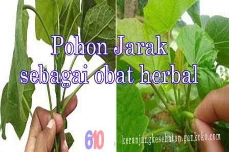 https://keranjangkesehatan.gankoko.com/2023/02/terbukti-khasiatnya-getah-pohon-jarak.html