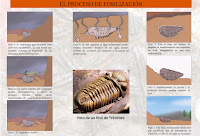 Resultat d'imatges de fossils guia