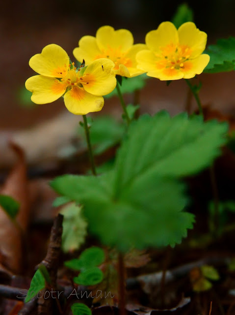 Potentilla yokusaiana