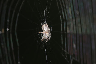 Natuke ülevalgustatud Araneus quadratus