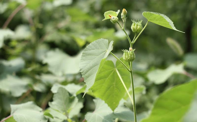 Indian Mallow Flowers