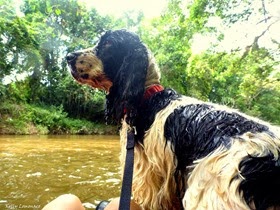 Pets adventure 16 (205_1) (2)