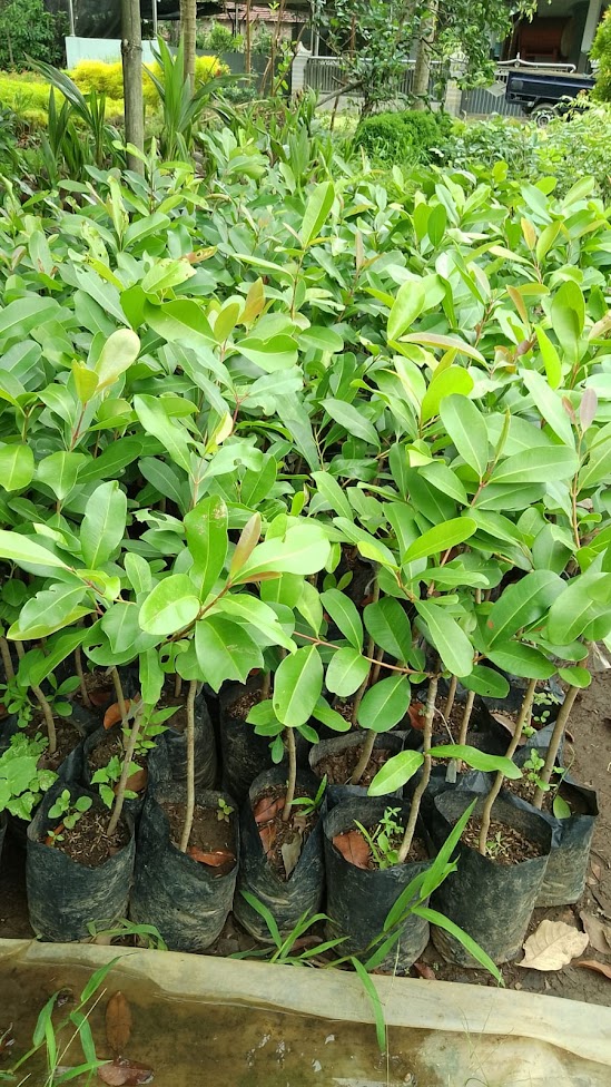 bibit buah juwet putih cepat tumbuh palembang Aceh
