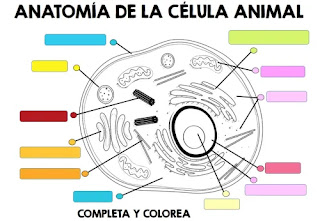 Anatomia de la celula animal para colorear sin nombres