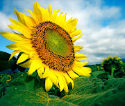 Sunflowerflower power of love and the warm, flower of the sun god.
