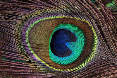 Peafowl Feathers Hd Wallpapers