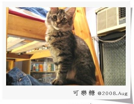 我的毛小孩：可樂糖（爬媽咪床鋪的樓梯）