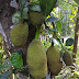 কঠাল jackfruit