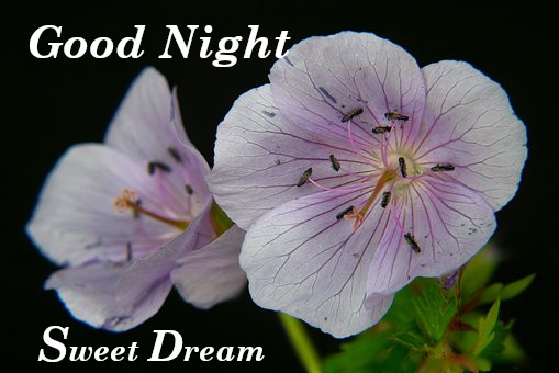 Good Night Rose Images,