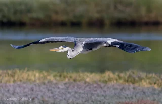 Birds in Flight Photography Cape Town: Grey Heron
