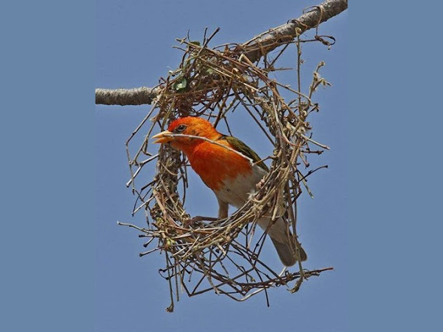 Colorful Birds - Beautiful Collection Seen On www.coolpicturegallery.us