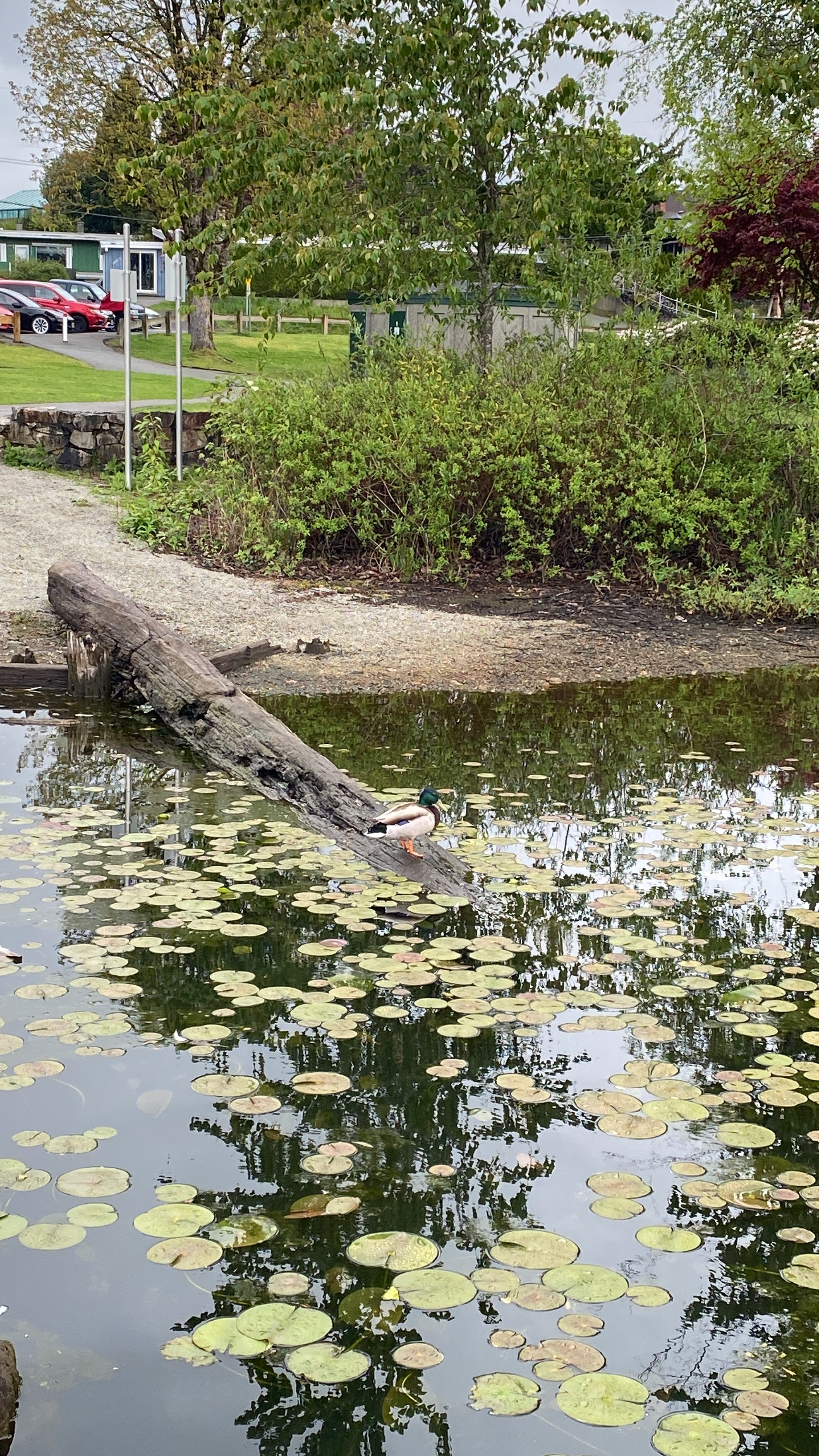 A lonely duck on top of the log