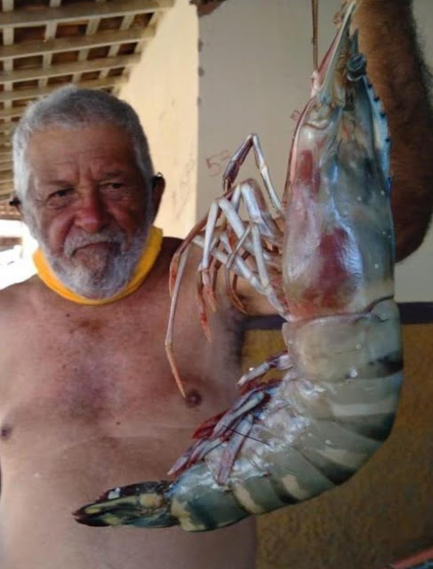 'Camarão gigante' com mais de 400g e cerca de 50 cm é capturado por pescador de Tibau