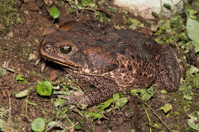 Ecuador Toads