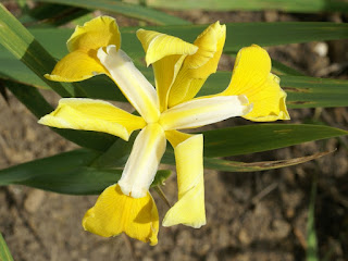 Iris maritime - Iris spuria 'Imperial sun' 