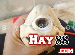Phát hiện cá mập bạch tạng có một mắt | Maphim.net