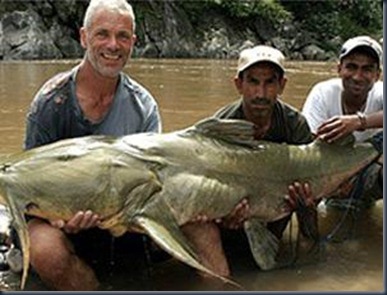 102245_goonch-catfish--ikan-sejenis--lele--yang-bermutasi-me