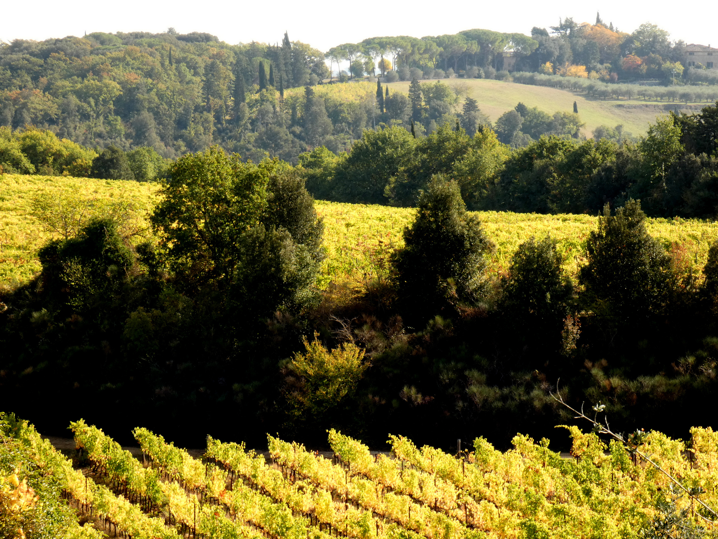 Sincerely Loree:  Autumn in Val d'Orcia, Tuscany, Italy