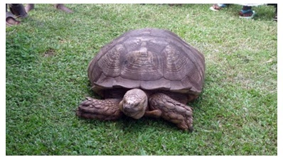 World's Oldest Animal? Meet Alagba, a Legendary 330-year-old Male Tortoise in Oyo State (Photos)