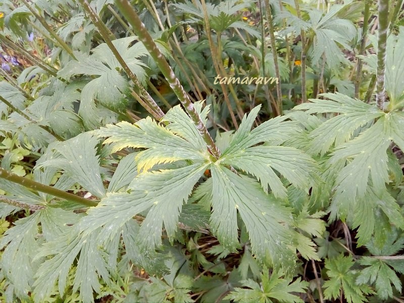 Купальница китайская (Trollius chinensis)