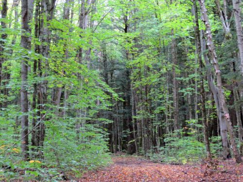 trail through woods