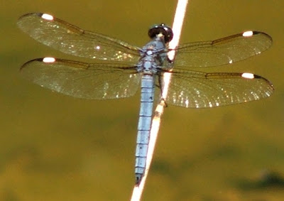 Spangled Skimmer