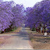 Jacarandá-mimoso (Jacaranda mimosifolia)