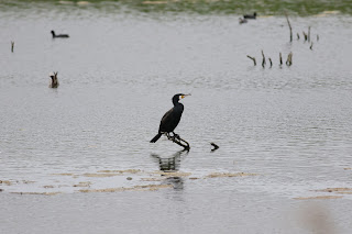 Cormorant