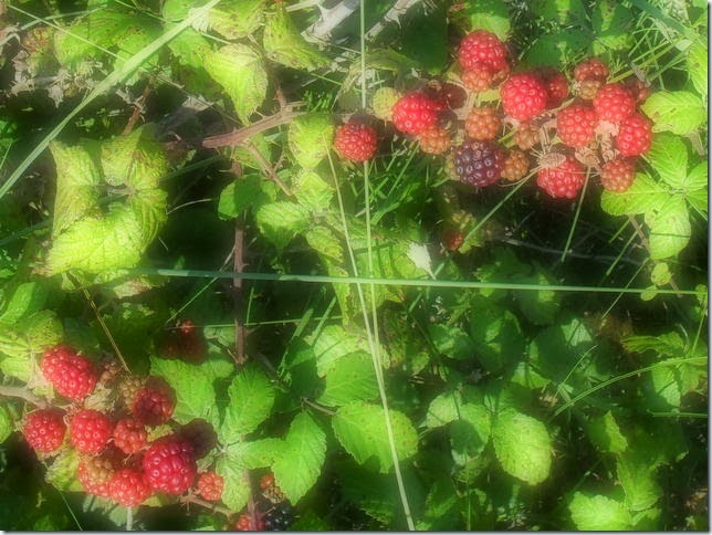 Brambles