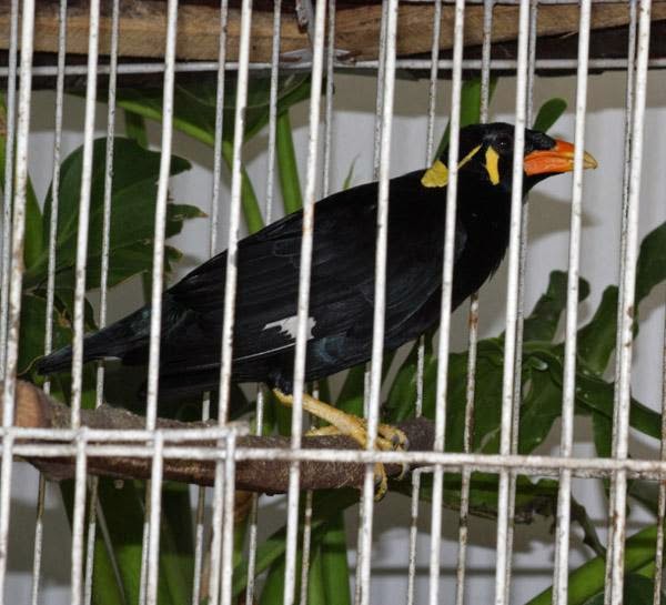  Burung  Beo  Pet Shop Orizawah 44