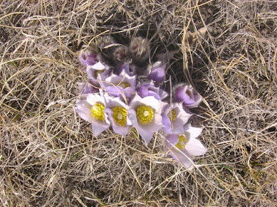 crocus