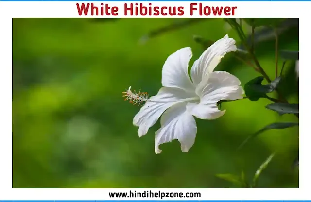 Beautiful white Flowers Names with Pictures