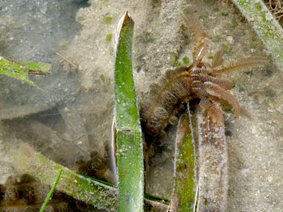 Synaptid Sea Cucumber (Family Synaptidae)