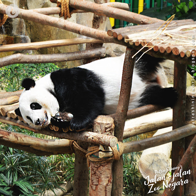 Putra Shining Jalan-Jalan at National Zoo Malaysia