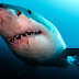  Τραγικό θάνατο βρήκε νεαρός σέρφερ  - Έσπασε την καραντίνα και τον κατασπάραξε λευκός καρχαρίας