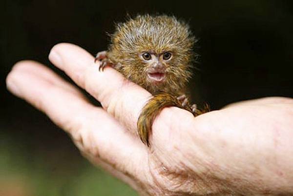 Amazing Dwarf Monkey