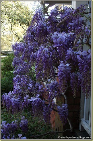 wisteria11